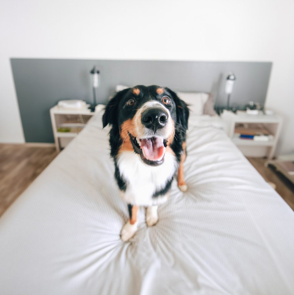 puppy insurance
