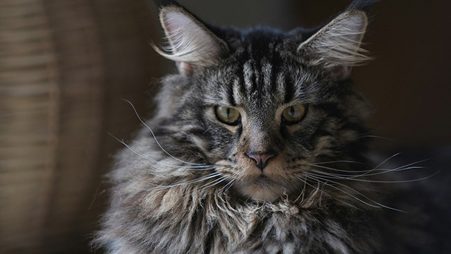 04 Maine Coon