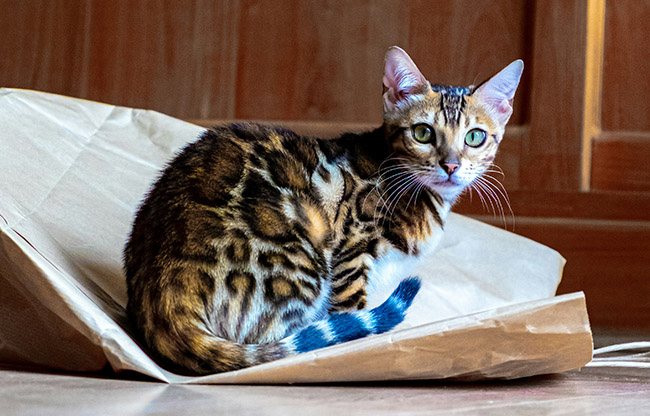 07 Bengal