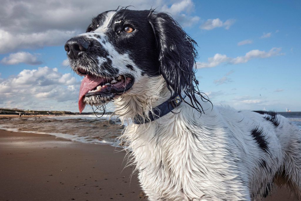 EnglishSetter1