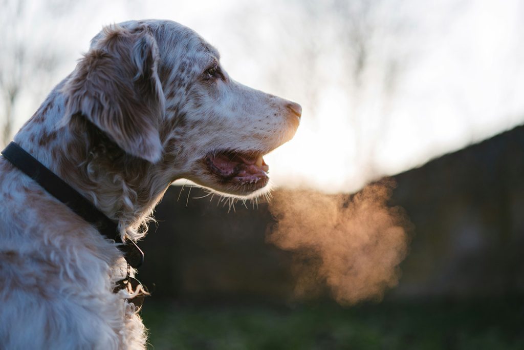 EnglishSetter2