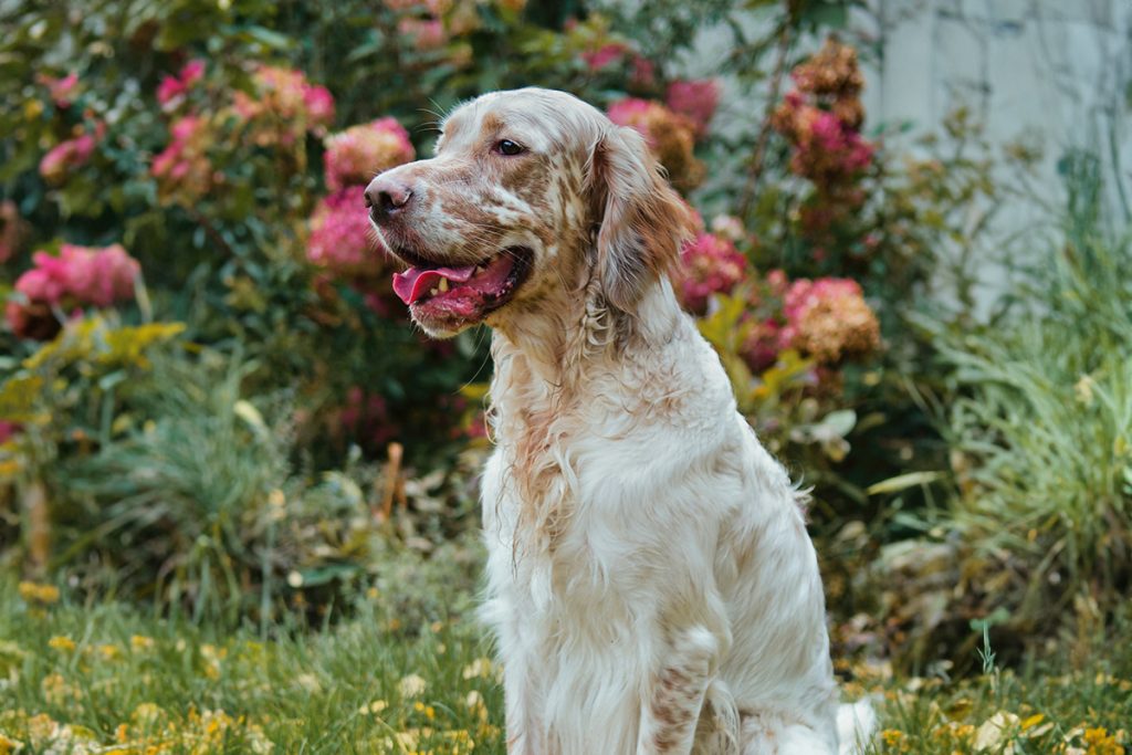 EnglishSetter3