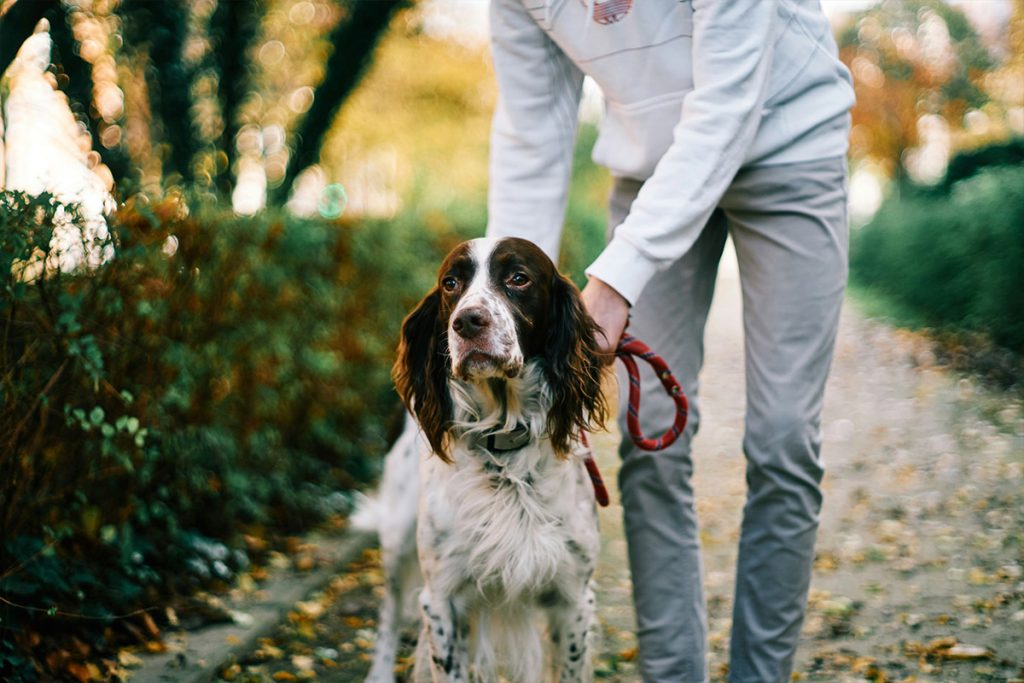 EnglishSetter5