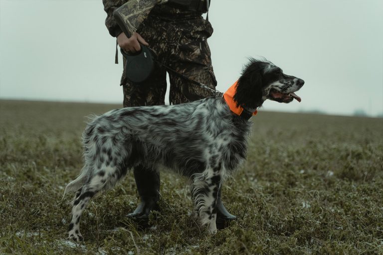 EnglishSetter6