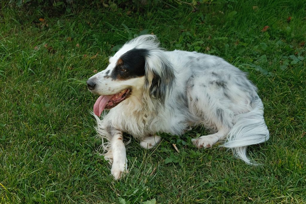 EnglishSetter7
