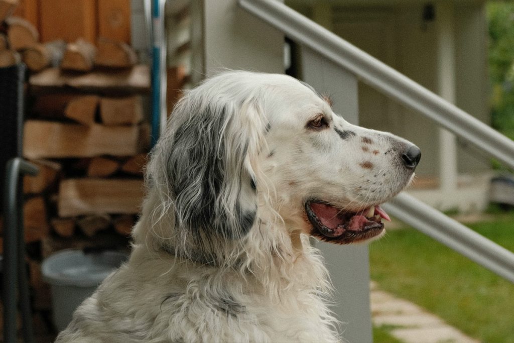 EnglishSetter8