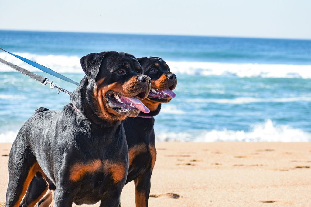 Rottweiler breeding