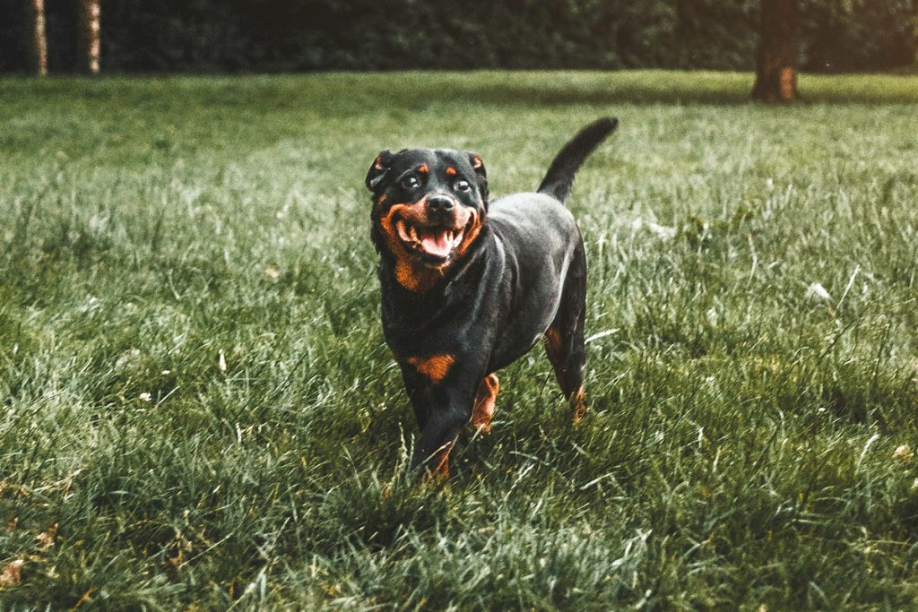 Rottweiler exercise