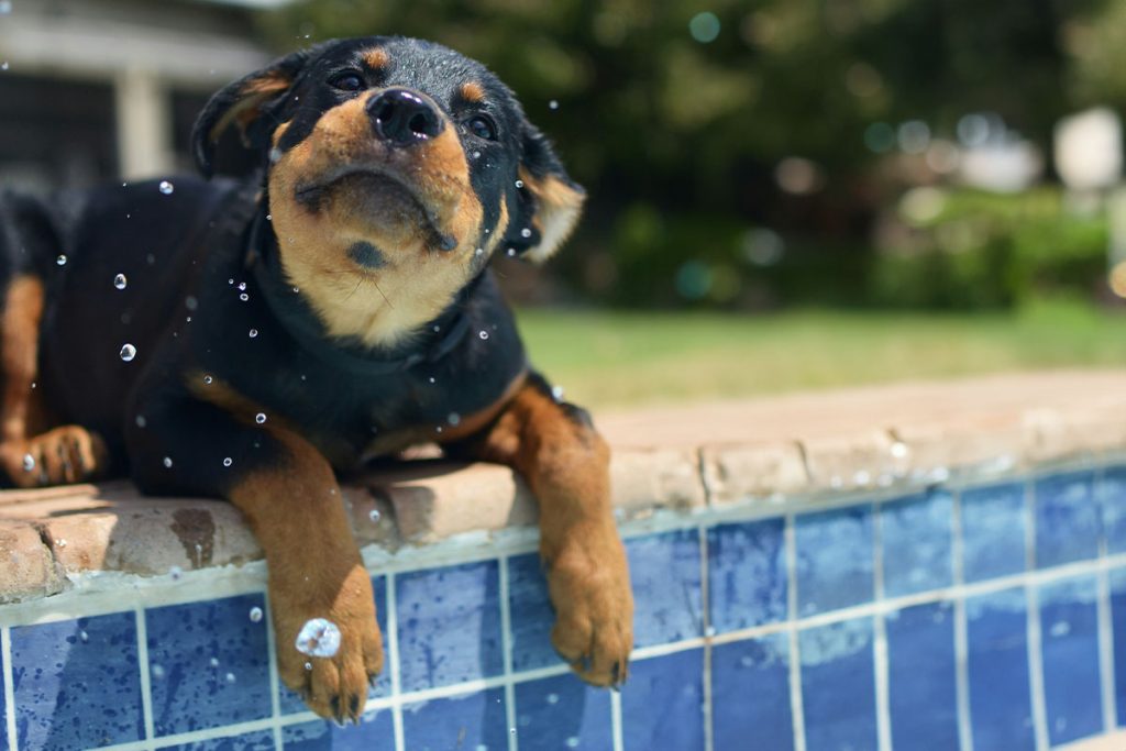 Rottweiler family friendly