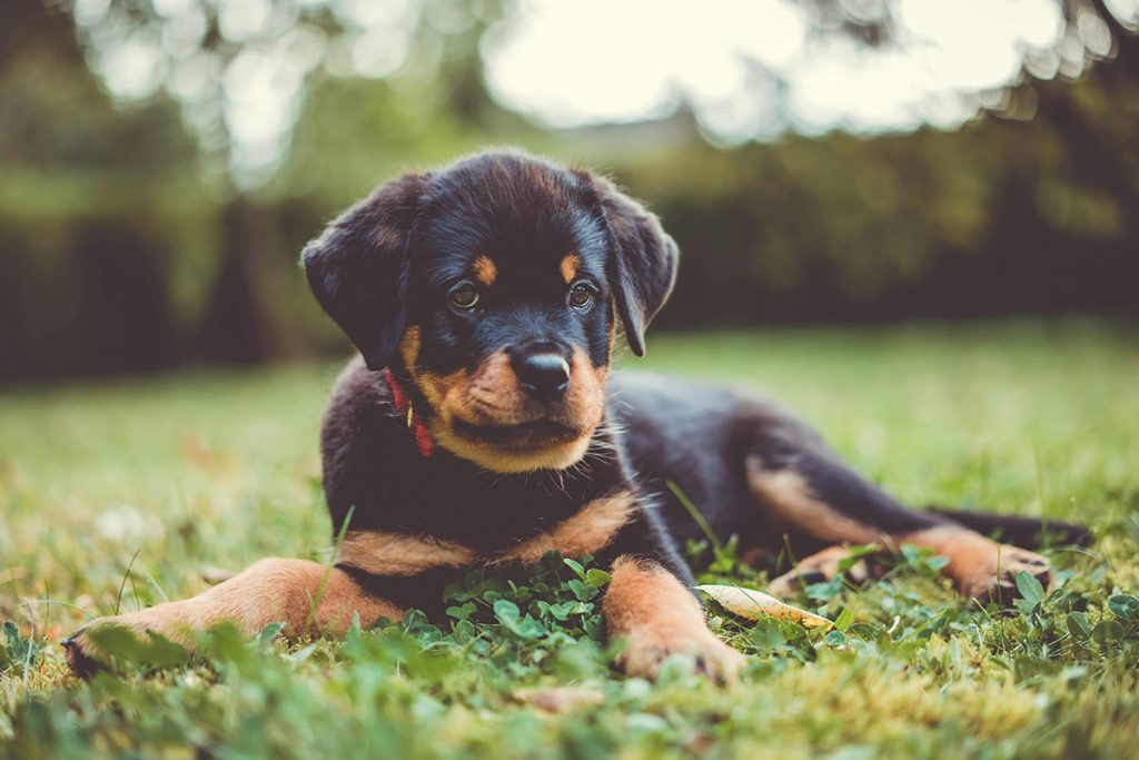 Rottweiler grooming