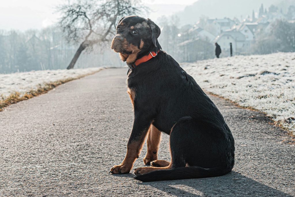 Rottweiler intelligence