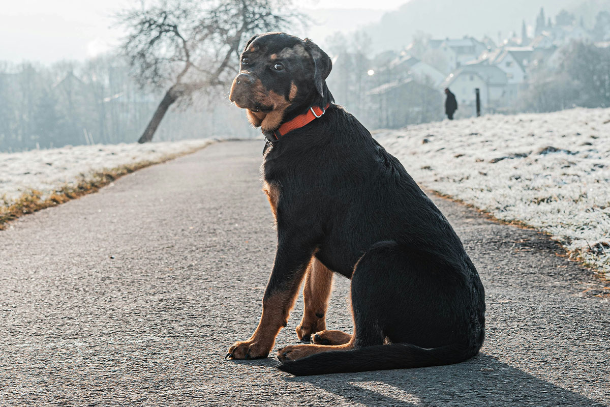 Rottweiler Dog Breed Information & Characteristics