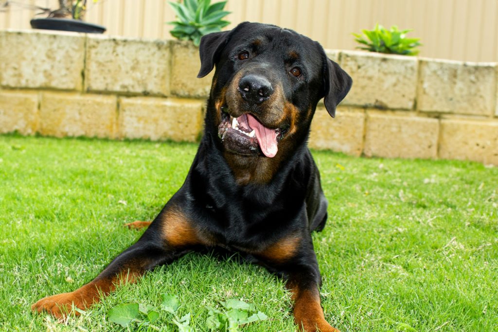 Rottweiler outdoor