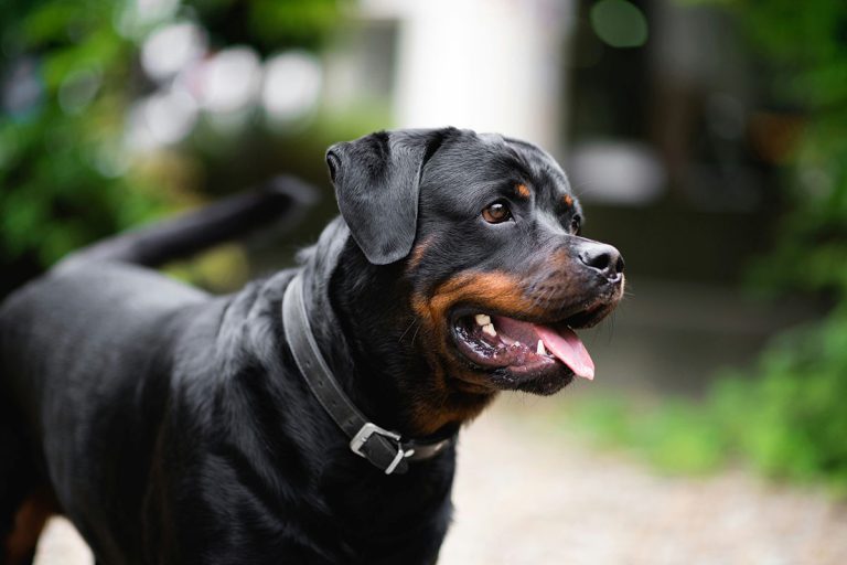 Rottweiler trainability