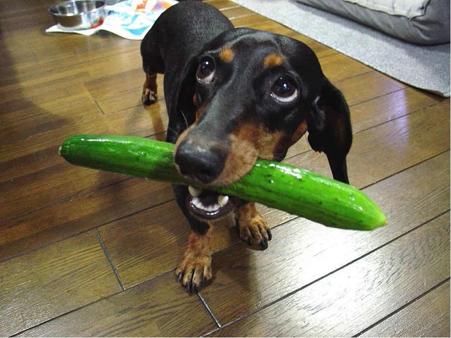 can dogs eat cucumber