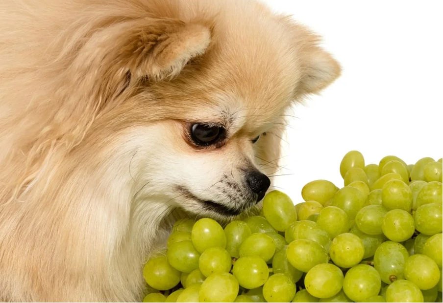 can dogs eat grapes