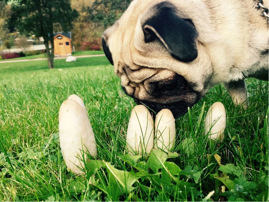 can dogs eat mushrooms