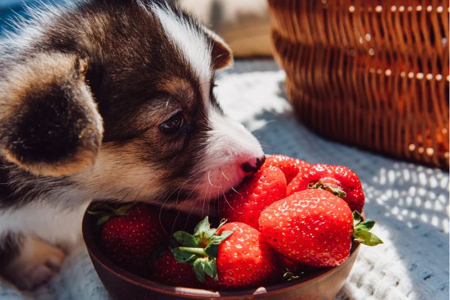 can dogs eat strawberries