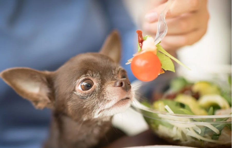 can dogs eat tomato