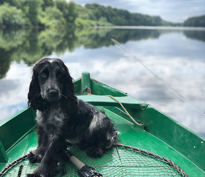 fishing dogs