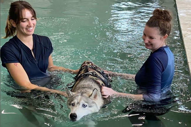 husky swimming