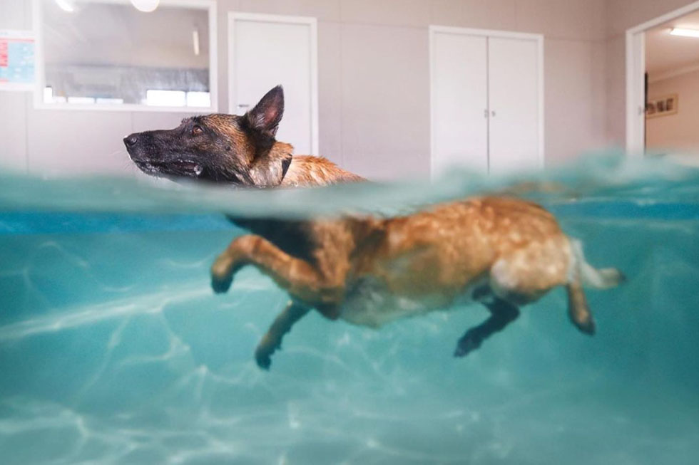 hydrotherapy for dogs