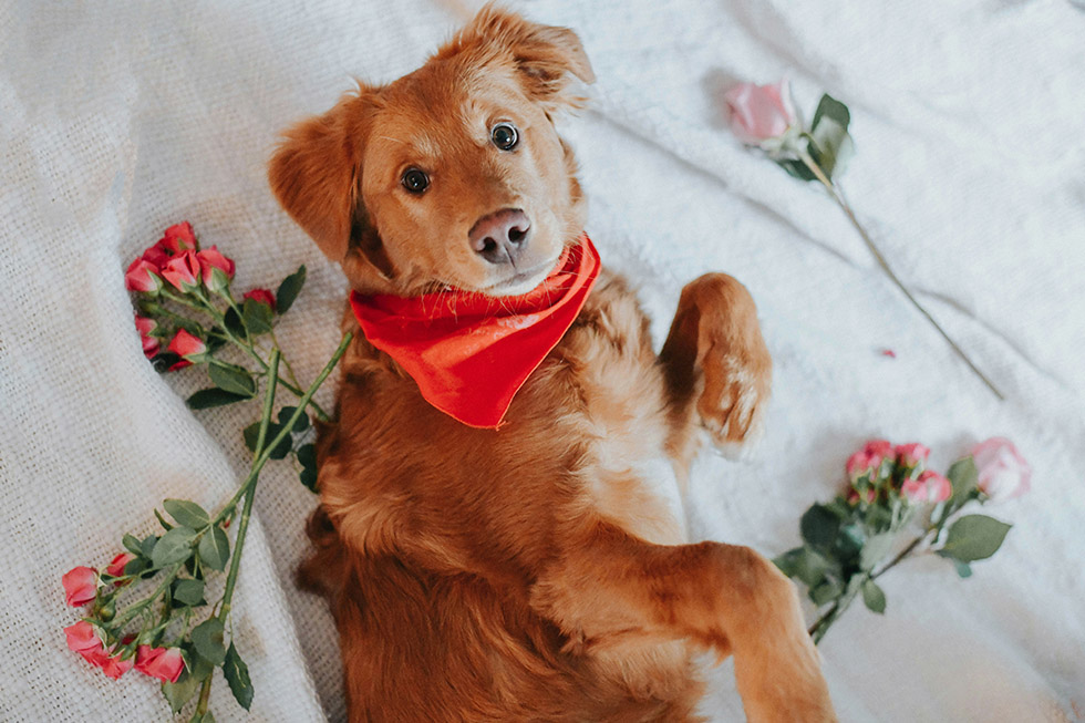 valentines day dog safety