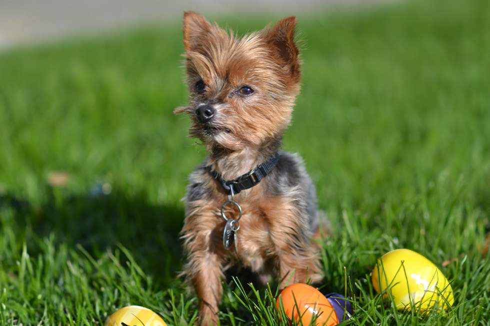 easter chocolate warning dogs