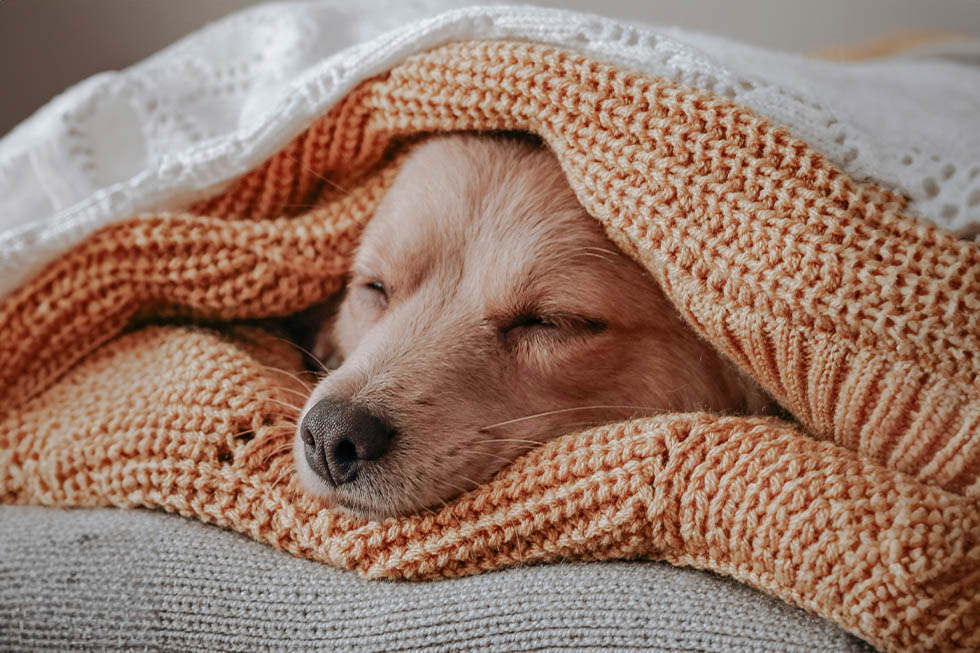 sleep awareness dogs