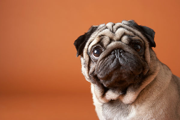 Brachycephalic Airway Disease in Dogs breeds