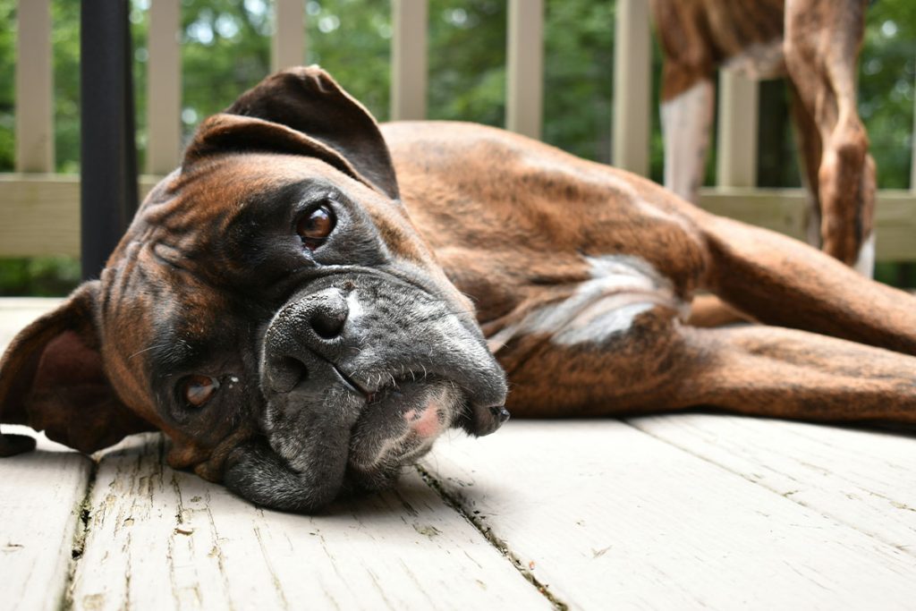 Boxer Dog Breed