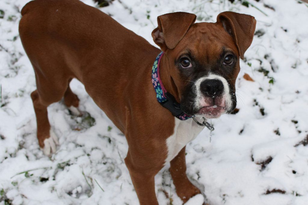 Boxer Dog Breed