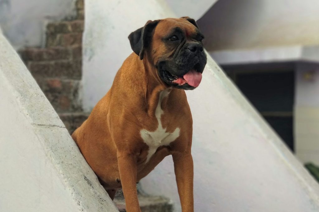 Boxer Dog Breed