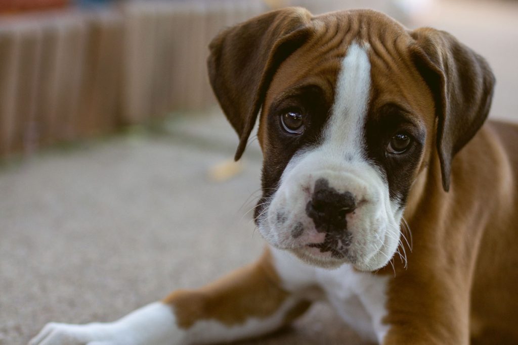 Boxer Dog Breed