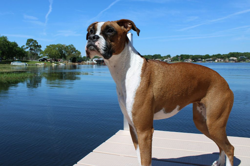 Boxer Dog Breed