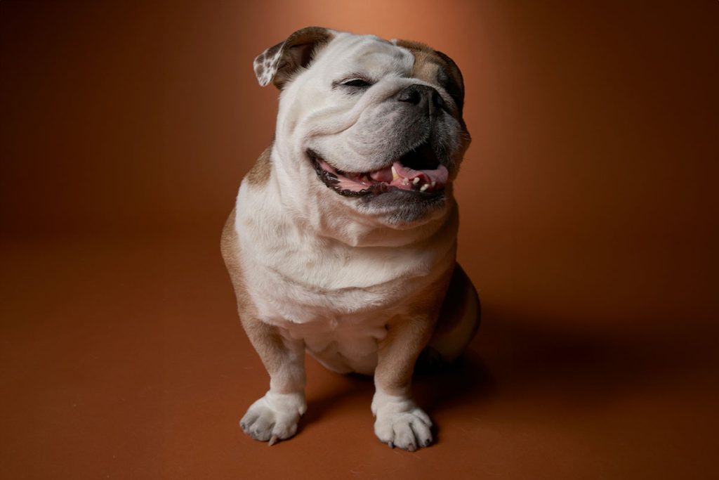 Bulldog3