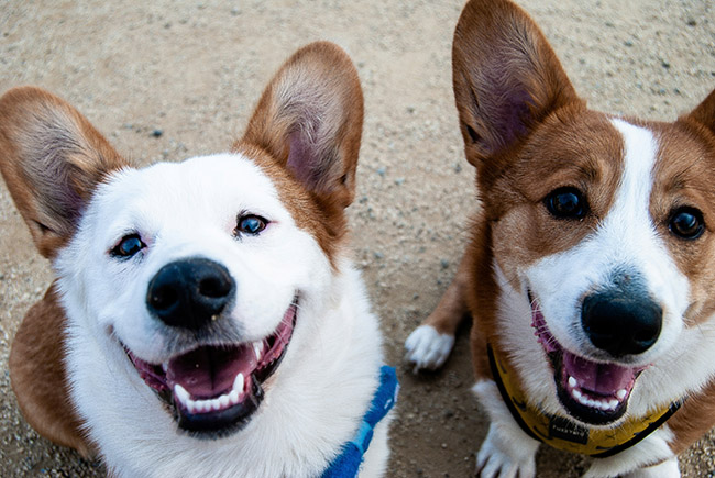 Healthy dog smiles