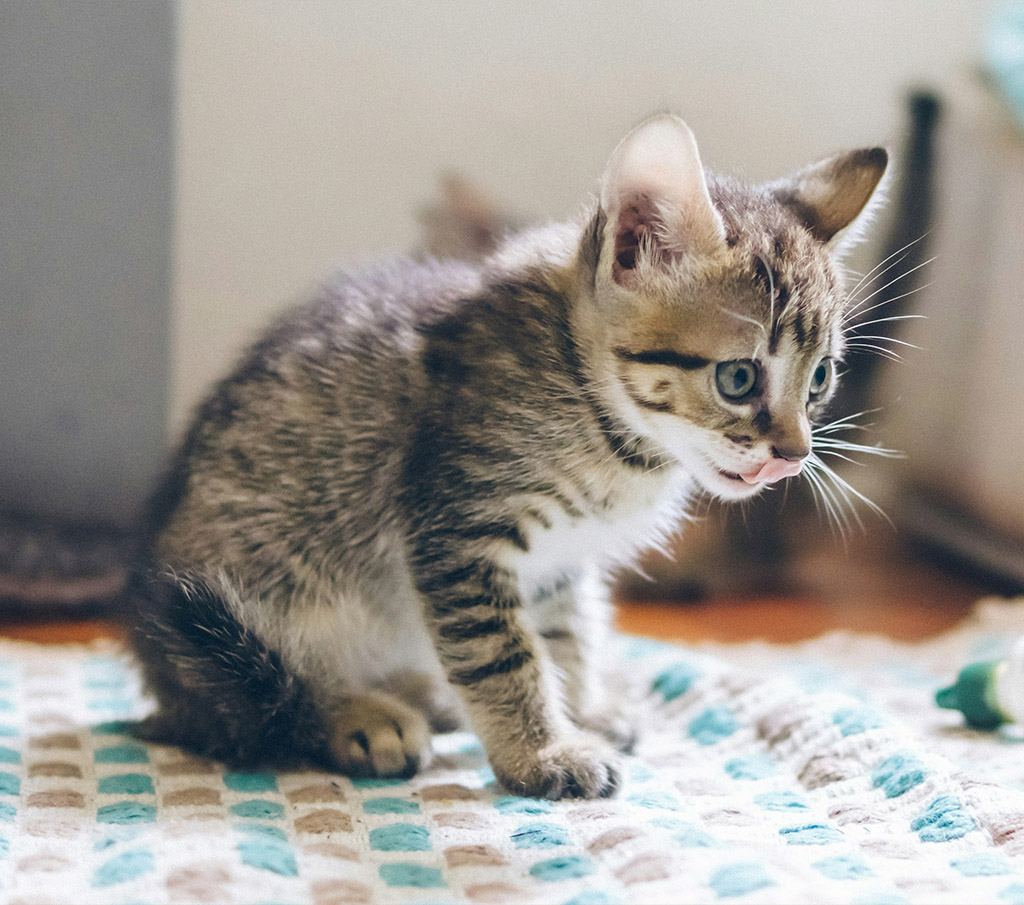 kitten area