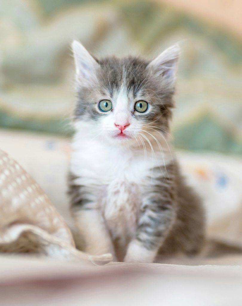 kitten proof