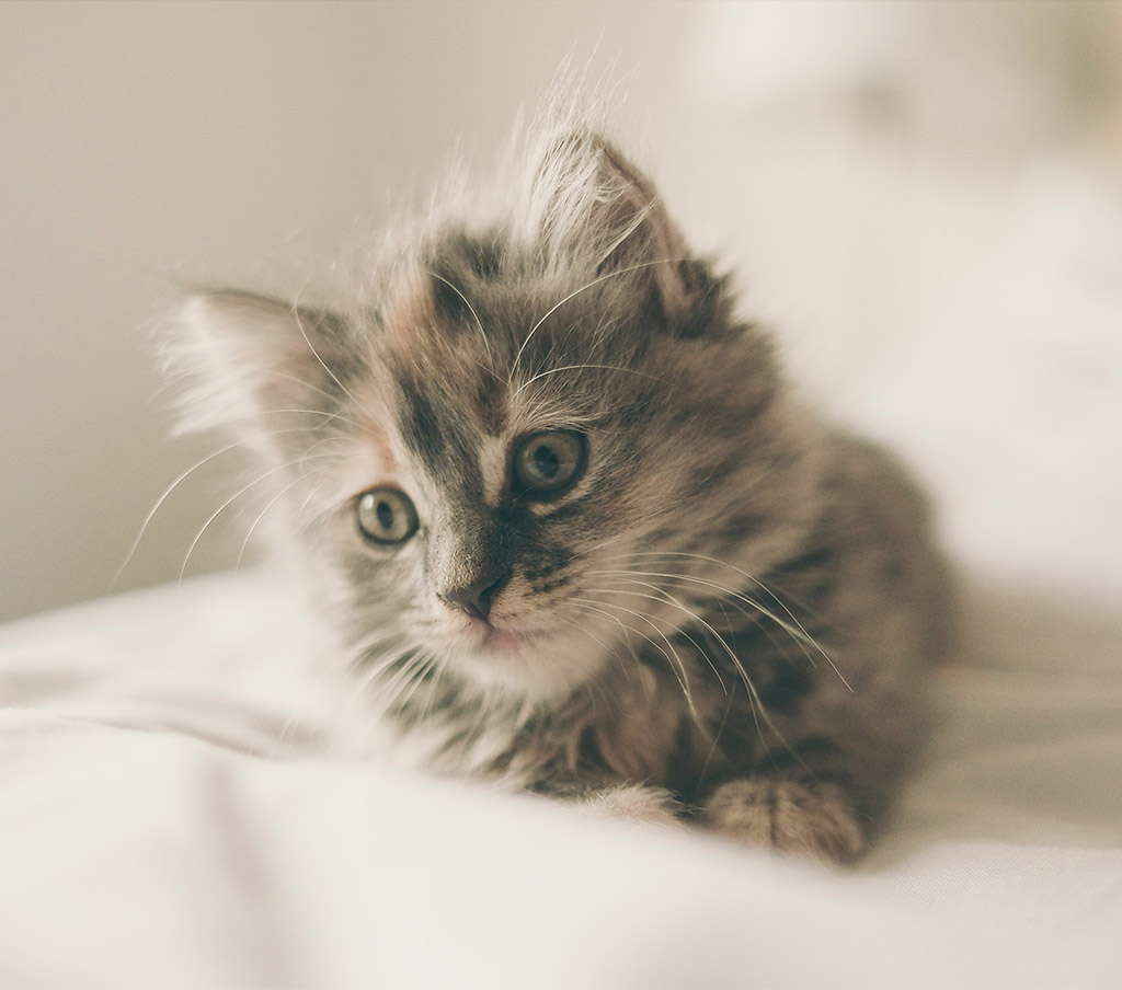 other pets