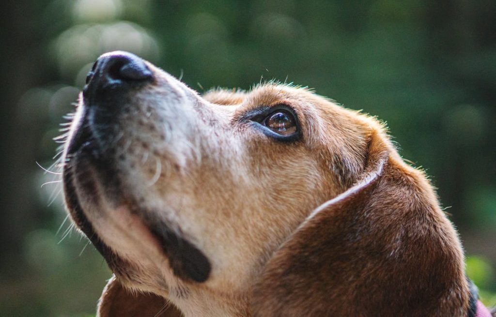 beagle footer