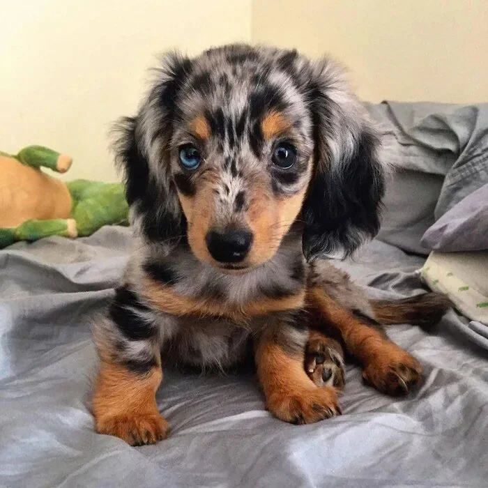 dachshund footer