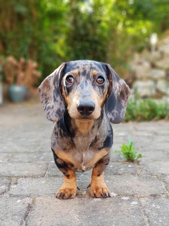 dachshund last