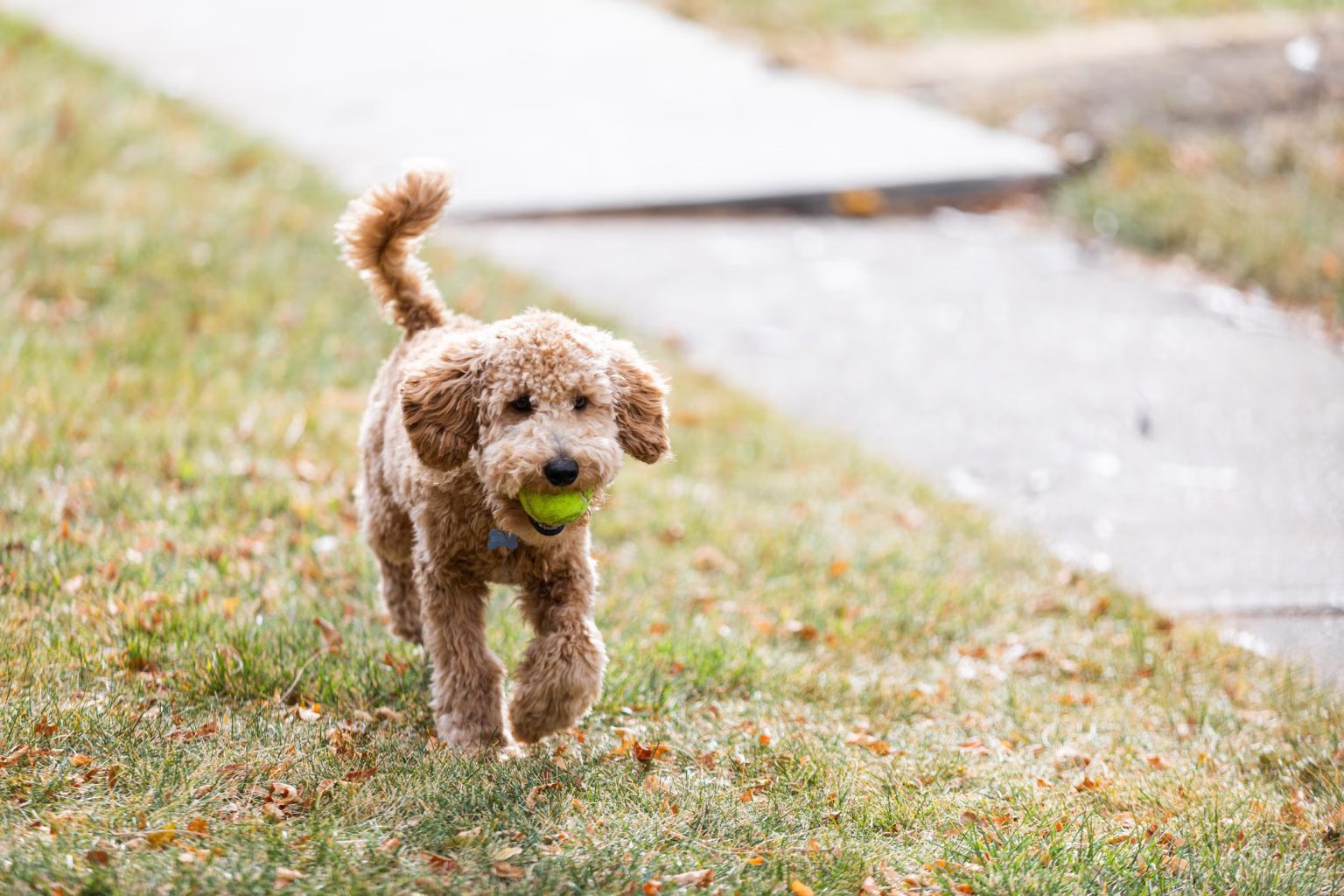 Labradoodle | Dog Breed Information & Characteristics