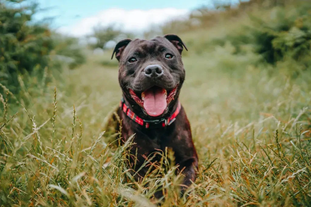 Staffordshire Bull Terrier CTA (1)
