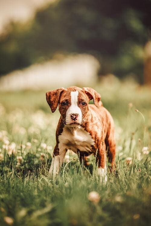 american staffordshire terrier in the park