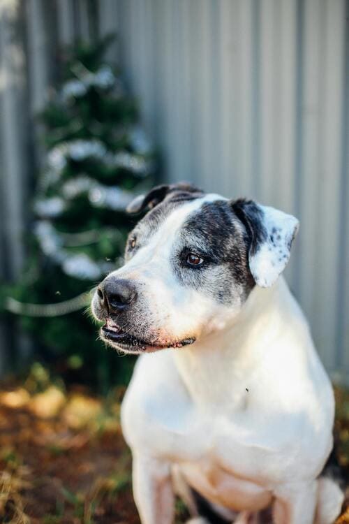 american staffordshire terrier indoors
