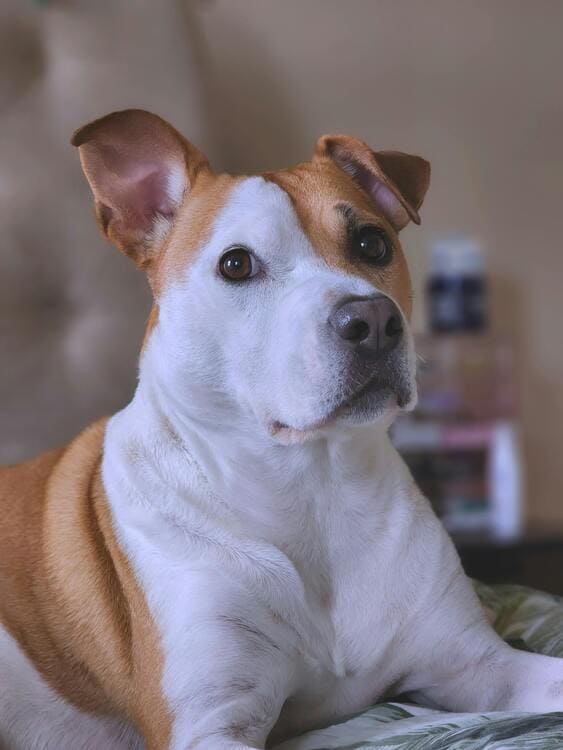 american staffordshire terrier looking