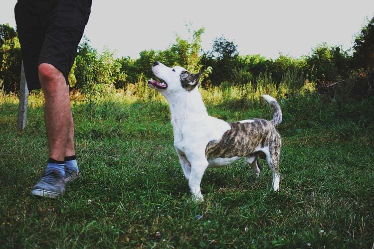 american staffordshire terrier with owner