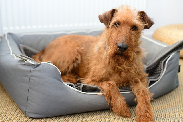 irish terrier resting